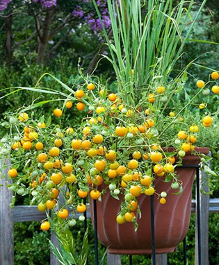 Tumbling Tom Yellow Cherry Tomato